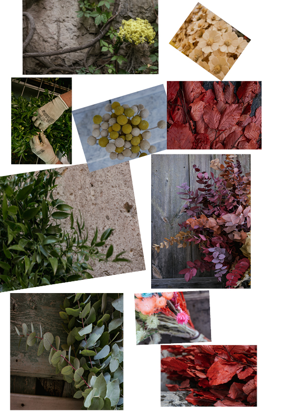 diemme-fiori-flowers-sanremo-collage-dry flower
